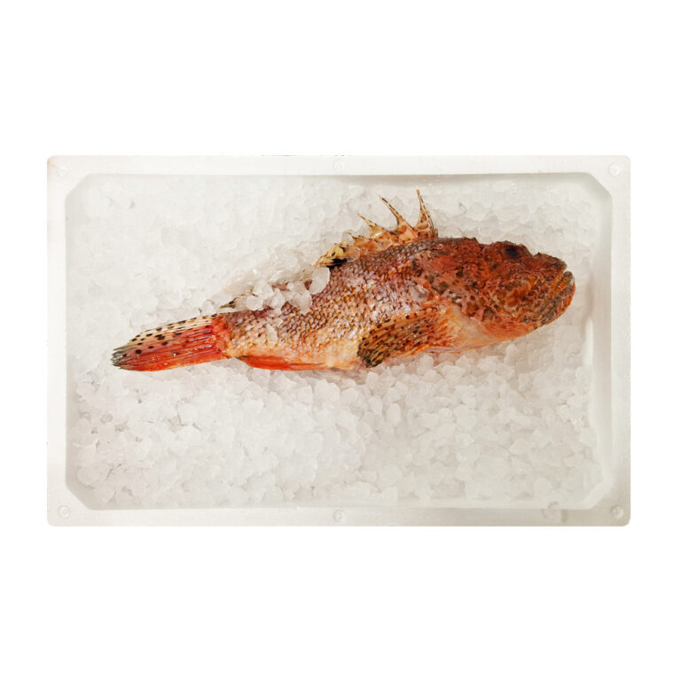 Škarpina očiščena 1-2 kg, sveža