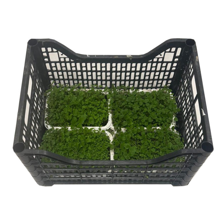 Mikro zelenje Melisa 4x500g