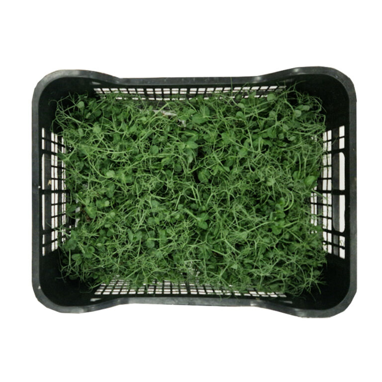 Mikro zelenje grašak 4x500g