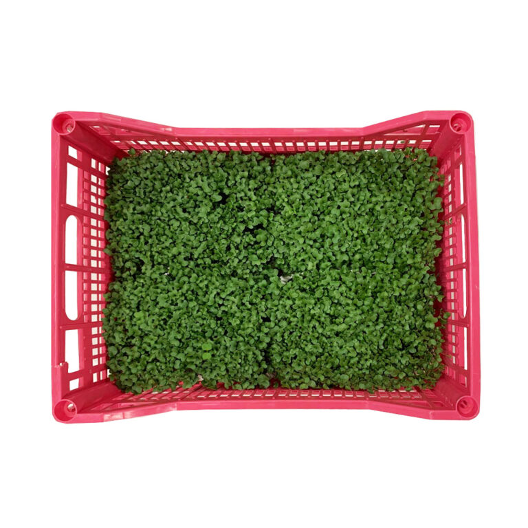 Mikro zelenje Gorčica 4x500g